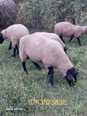 Vand 2 berbeci Suffolk - imagine 4