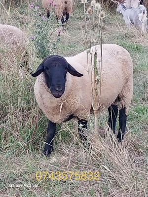 Vand 2 berbeci Suffolk - imagine 3