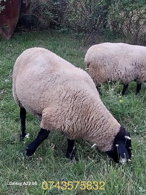 Vand 2 berbeci Suffolk - imagine 5