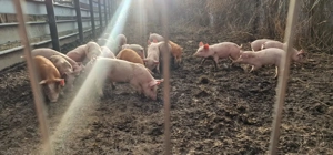 Purcei de vânzare, diferite rase, varsta 2,5 luni - imagine 4