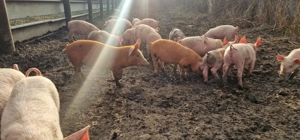 Purcei de vânzare, diferite rase, varsta 2,5 luni - imagine 2