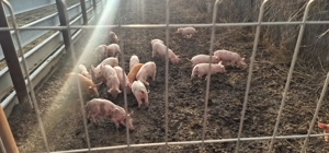 Purcei de vânzare, diferite rase, varsta 2,5 luni - imagine 5