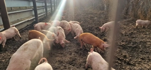 Purcei de vânzare, diferite rase, varsta 2,5 luni - imagine 3