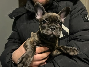 Buldog Francez 12 săptămâni 