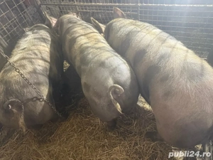 Porci pentru Craciun  - imagine 3