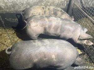 Porci pentru Craciun  - imagine 5