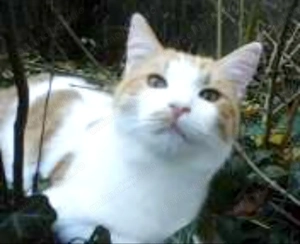 ofer spre adopție pui de pisica Buzău  - imagine 4