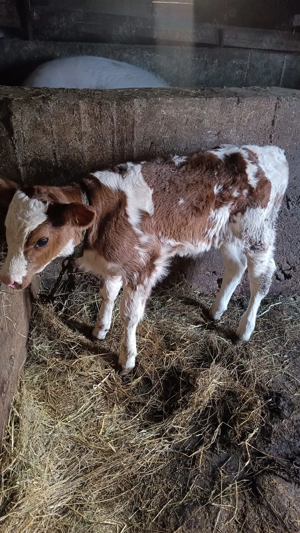 Vand vitel frumos si sanatos - imagine 2