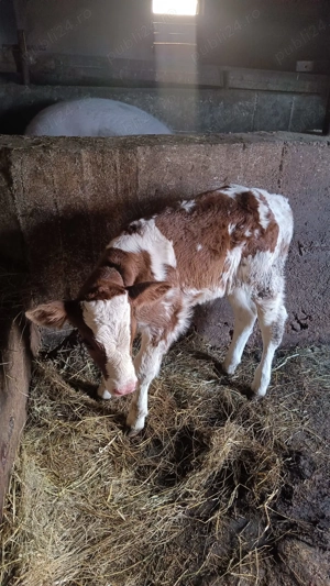 Vand vitel frumos si sanatos