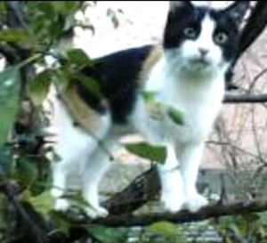 ofer spre adopție pui de pisica  - imagine 4