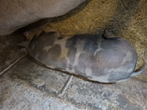 Vând porci in viu sau carcasă  - imagine 4