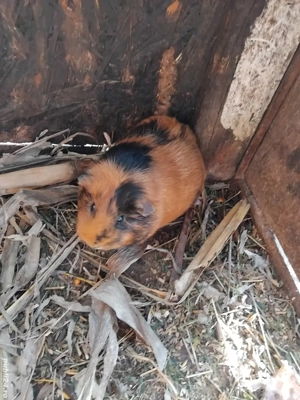 Porcușor de guineea - imagine 4