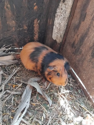 Porcușor de guineea - imagine 2