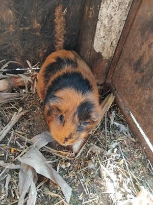 Porcușor de guineea - imagine 3