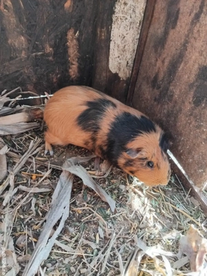 Porcușor de guineea - imagine 5