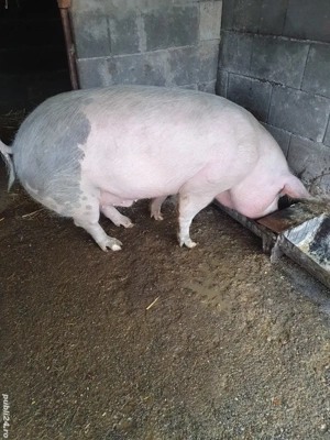 porc de vânzare 