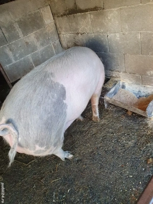 porc de vânzare  - imagine 2