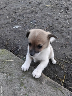 Catelusi pitici - imagine 3