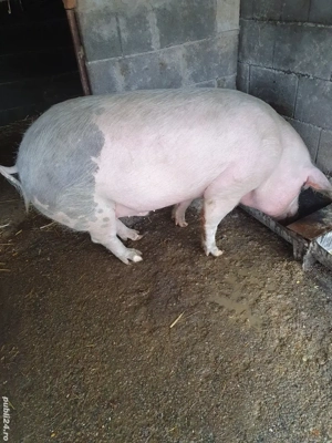 porc de vânzare  - imagine 3