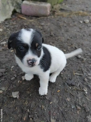 Catelusi pitici - imagine 2