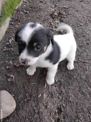 Catelusi pitici - imagine 5