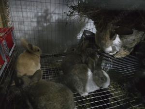 Iepuri carne Alb Pannon si Hycole francez - imagine 5