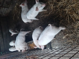 Vând purcei 9 săptămâni  - imagine 2