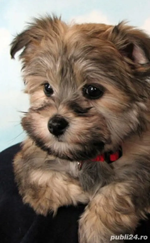 Bichon Havanez Toy.  - imagine 2