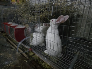 Iepuri carne Alb Pannon si Hycole francez - imagine 4