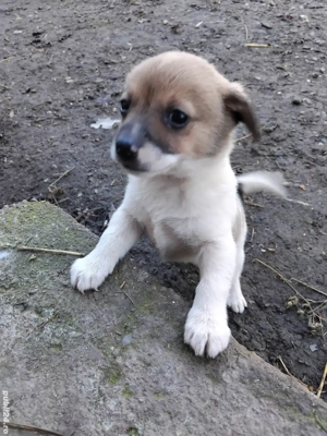 Catelusi pitici - imagine 4