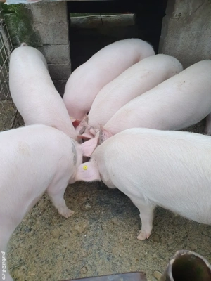 porci de vânzare 