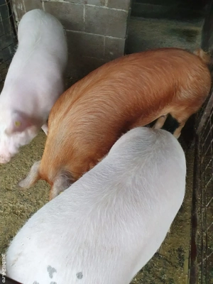 porci de vanzare  - imagine 2