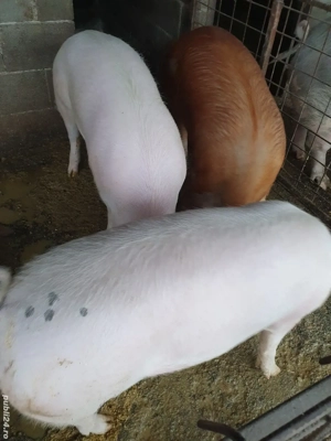 porci de vanzare 