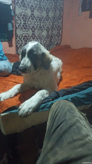 vand sau schimb o catea ciobaneasca