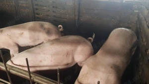 Porci de rasă de carne