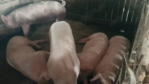 Porci de rasă de carne - imagine 2