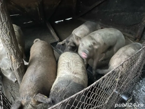 Vand porci de taiat - imagine 3