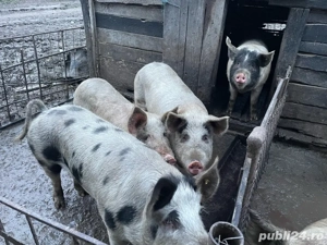 Vand porci de taiat - imagine 5