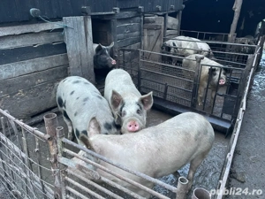 Vand porci de taiat - imagine 2