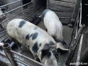 Vand porci de taiat - imagine 4