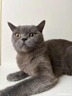 Pisica British Shorthair (femela) - imagine 5