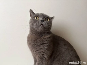 Pisica British Shorthair (femela) - imagine 4