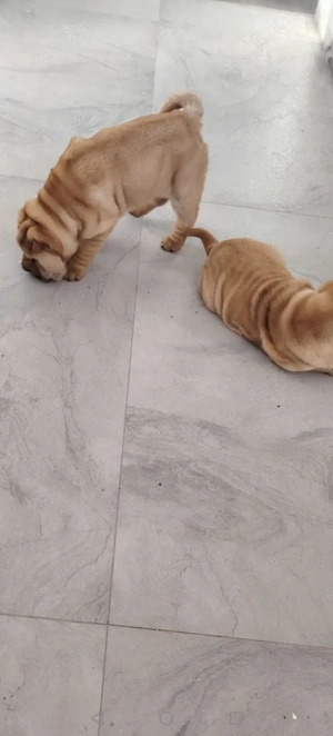 Vand Shar pei 