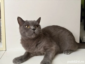 Pisica British Shorthair (femela) - imagine 3
