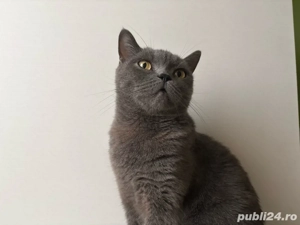 Pisica British Shorthair (femela)