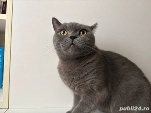 Pisica British Shorthair (femela) - imagine 2