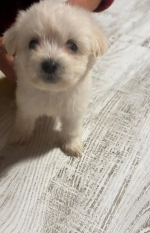 Pui bichon maltez - imagine 3