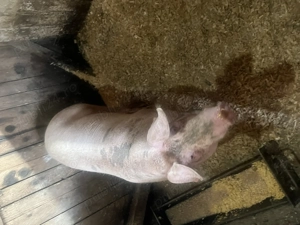 Scroafa de carne! - imagine 2