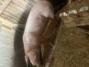 Scroafa de carne! - imagine 3