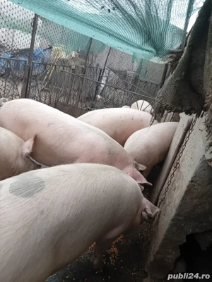 Porc de vanzare - imagine 2